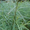 Salix rosmarinifolia feuille